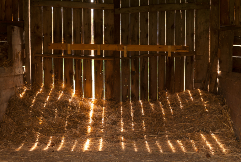 Sunlight streaming through gaps in wooden barn walls, casting lines of light across hay on the floor.