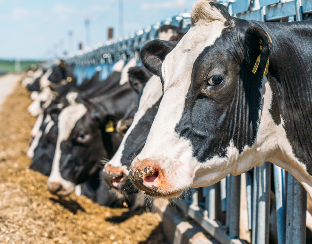 Cows-in Dairy Barn